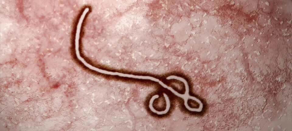 Under epidemien i Vest-Afrika begynte ebolaviruset å tilpasse seg mennesket som vert.  (Foto: Nixx Photography / Shutterstock / NTB scanpix)