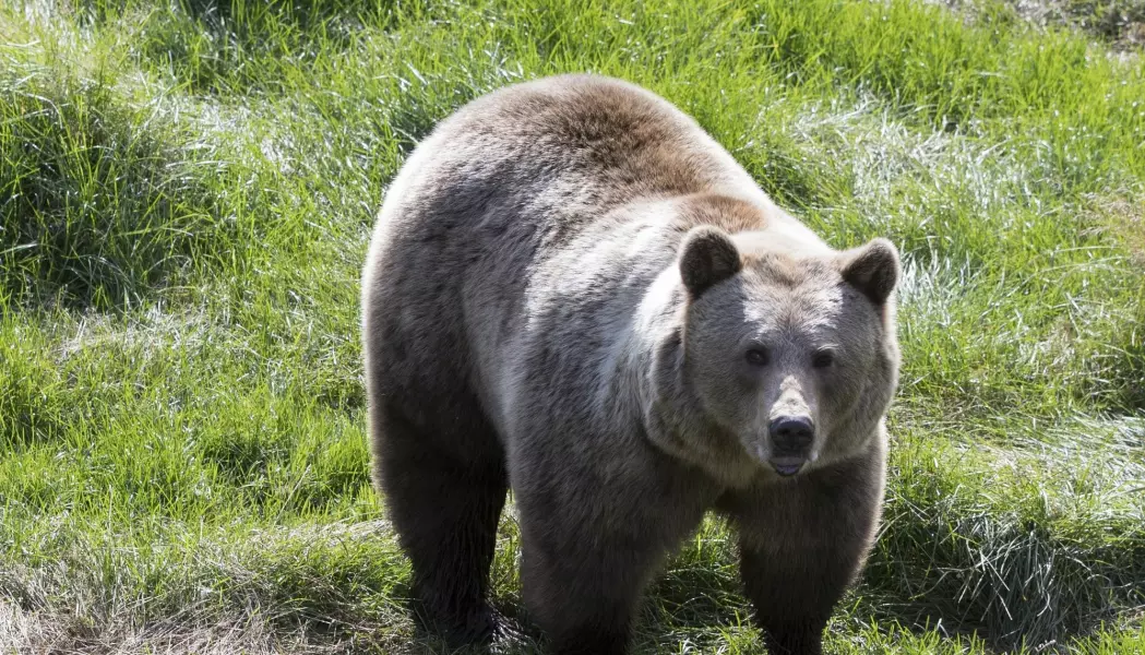 Forskere har oppdaget finske bjørner i Sverige. Her er en bjørn fra Namsskogan familiepark i Trøndelag. (Foto: Berit Roald, NTB scanpix)