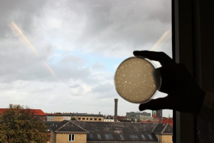 Dennis Sandris Nielsen viser en petriskål med bakteriofagangrepne bakterier. Det gule laget er oppdyrkede bakterier. De hvite flekkene er områder der bakteriofager har drept bakteriene. (Foto: videnskab.dk) Dennis Sandris Nielsen viser en petriskål med bakteriofagangrepne bakterier. Det gule laget er oppdyrkede bakterier. De hvite flekkene er områder der bakteriofager har drept bakteriene. (Foto: videnskab.dk)
