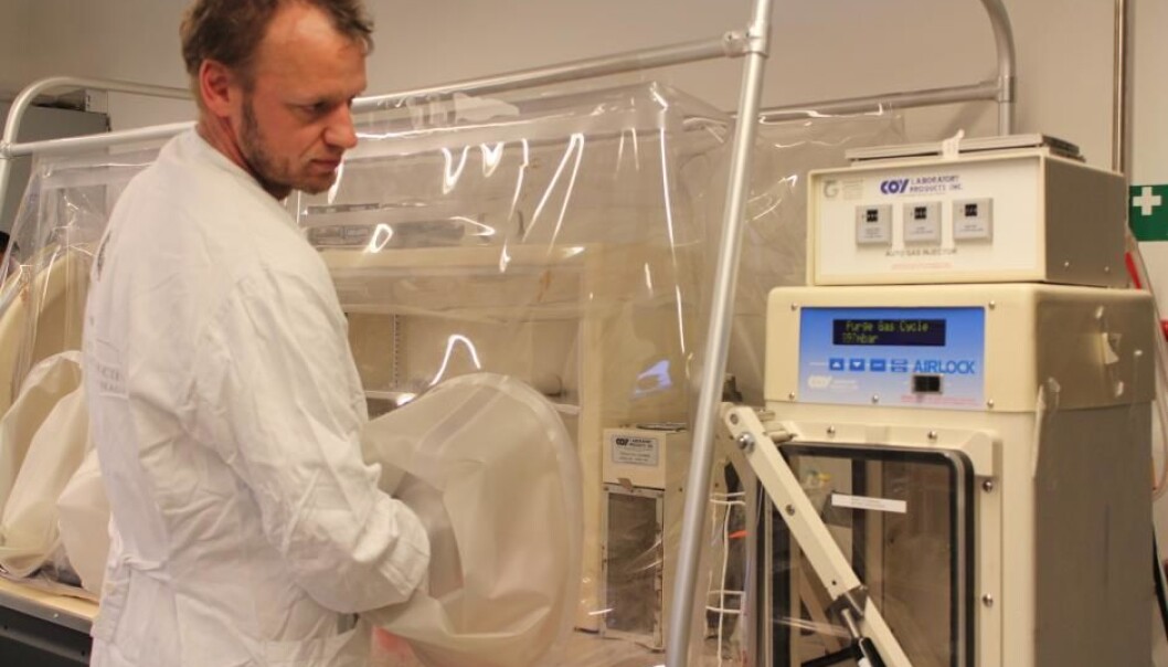 Med hendene inne i et oksygenfritt avdekke på laboratoriet sitt undersøker Dennis Sandris-Nielsen bakteriofagangrepne bakterier som er dyrket i en petriskål. (Foto: videnskab.dk) Med hendene inne i et oksygenfritt avdekke på laboratoriet sitt undersøker Dennis Sandris-Nielsen bakteriofagangrepne bakterier som er dyrket i en petriskål. (Foto: videnskab.dk)