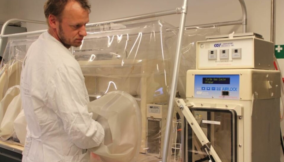 Med hendene inne i et oksygenfritt avdekke på laboratoriet sitt undersøker Dennis Sandris-Nielsen bakteriofagangrepne bakterier som er dyrket i en petriskål. (Foto: videnskab.dk)