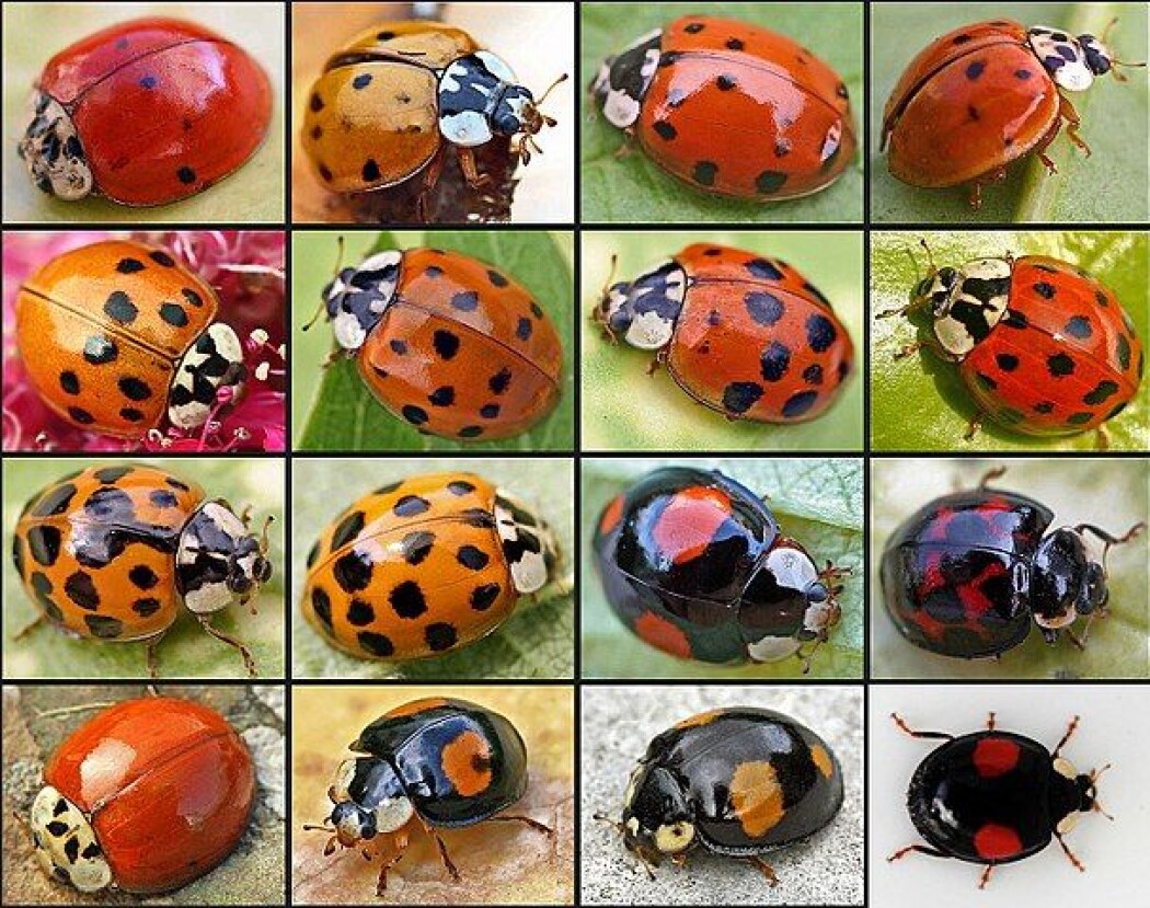 Harlekinmarihøna er en fremmed insektart som dukket opp i Norge i 2006. Den kan ha svært ulike fargevarianter. (Foto: ©entomart) Harlekinmarihøna er en fremmed insektart som dukket opp i Norge i 2006. Den kan ha svært ulike fargevarianter. (Foto: ©entomart)