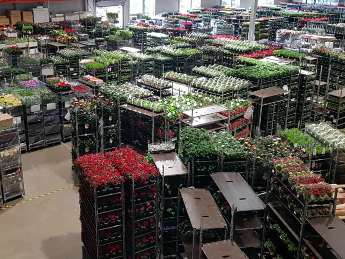 Hageplanter er big business, tusenvis av tonn importeres hvert år! (Foto: Anders Endrestøl)