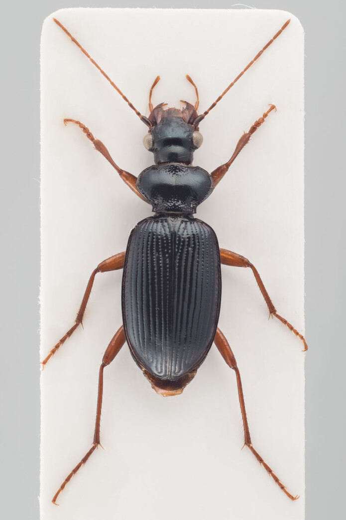 Løpebillen <i>Leistus fulvibarbis</i> hadde sneket seg med i jorda til hageplanter og lurt seg ut av hagesenteret. (Foto: Arnstein Staverløkk) Løpebillen <i>Leistus fulvibarbis</i> hadde sneket seg med i jorda til hageplanter og lurt seg ut av hagesenteret. (Foto: Arnstein Staverløkk)