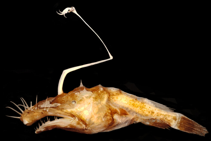 En hun av marulken <em>Lasiognathus dinema</em> nord i Mexicogolfen. (Foto: Theodore W. Pietsch, University of Washington) En hun av marulken <em>Lasiognathus dinema</em> nord i Mexicogolfen. (Foto: Theodore W. Pietsch, University of Washington)