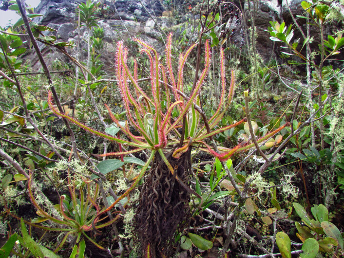 På en fjelltopp i Brasil vetnter <em>Drosera magnifica</em> på at insekter skal gå i fella. (Foto: Paulo M. Gonella) På en fjelltopp i Brasil vetnter <em>Drosera magnifica</em> på at insekter skal gå i fella. (Foto: Paulo M. Gonella)