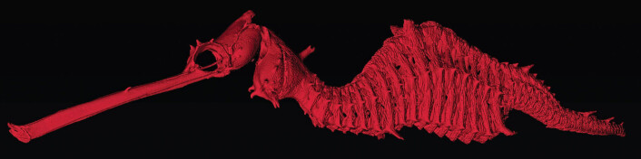 En datavisualisering av skjelettet til <em>Phyllopteryx dewysea</em>. (Foto: Josefin Stiller, Nerida Wilson og Greg Rouse) En datavisualisering av skjelettet til <em>Phyllopteryx dewysea</em>. (Foto: Josefin Stiller, Nerida Wilson og Greg Rouse)