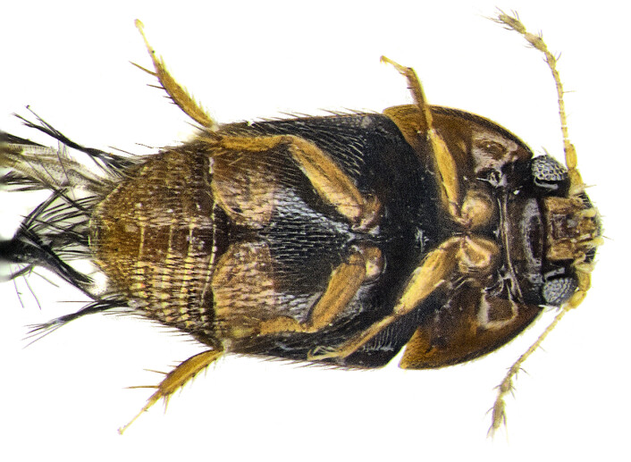 Undersiden av fjærvingebillen <em>Phytotelmatrichis osopaddington</em>. (Foto: Michael Darby) Undersiden av fjærvingebillen <em>Phytotelmatrichis osopaddington</em>. (Foto: Michael Darby)