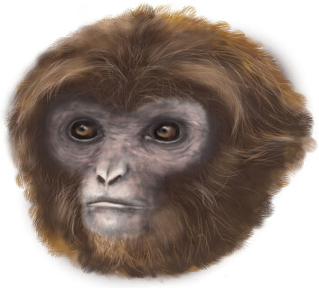 Slik ser en kunstner for seg den utdødde apen <em>Pliobates catalonia</em>. (Foto: (Illustrasjon: Marta Palmero, Institut Catalá de Paleontologia Miquel Crusafont)) Slik ser en kunstner for seg den utdødde apen <em>Pliobates catalonia</em>. (Foto: (Illustrasjon: Marta Palmero, Institut Catalá de Paleontologia Miquel Crusafont))