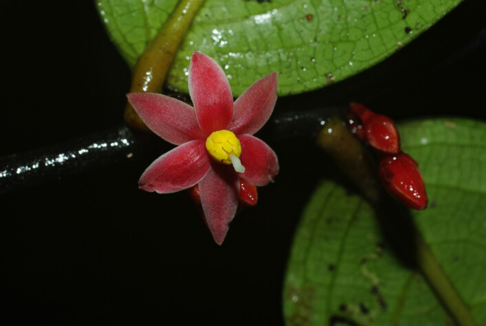 Knopper og en åpen blomst på <em>Sirdavidia solannona</em>. (Foto: Thomas Couvreur) Knopper og en åpen blomst på <em>Sirdavidia solannona</em>. (Foto: Thomas Couvreur)
