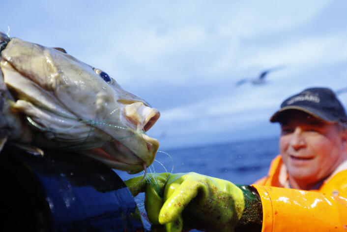 Skipper Trond Dalgård fisker etter skrei på havet ved Gryllefjord på utsiden av Senja under lofotfisket i fjor. - Når vi snakker med lokale fiskere, så sier de «det er skrei», og de har rette i 90 prosent av tilfellene, sier professor Kjetill S. Jakobsen. Selv ser han ikke forskjell på skrei og kysttorsk uten genanalyse. (Foto: Cornelius Poppe, NTB scanpix) Skipper Trond Dalgård fisker etter skrei på havet ved Gryllefjord på utsiden av Senja under lofotfisket i fjor. - Når vi snakker med lokale fiskere, så sier de «det er skrei», og de har rette i 90 prosent av tilfellene, sier professor Kjetill S. Jakobsen. Selv ser han ikke forskjell på skrei og kysttorsk uten genanalyse. (Foto: Cornelius Poppe, NTB scanpix)
