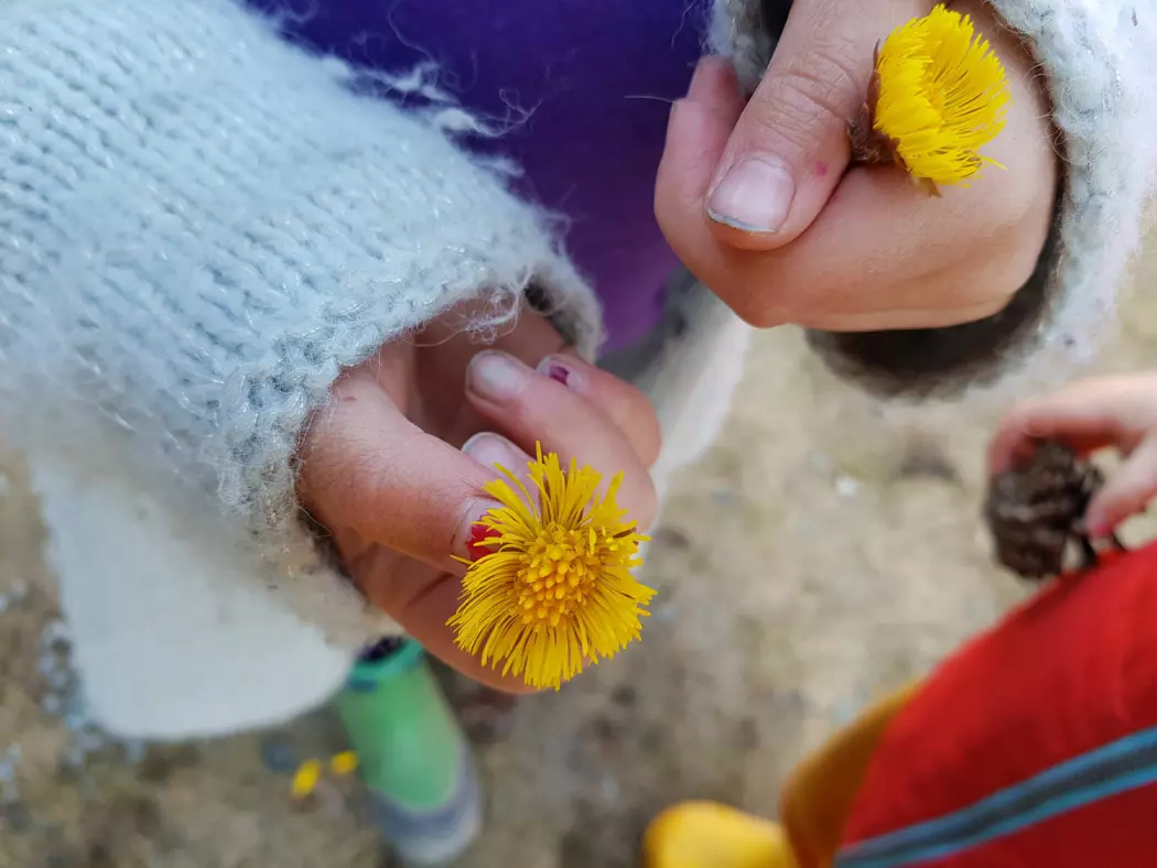 På denne tiden av året er det mange som mottar en nydelig håndfull med halshuggede hestehov fra den yngre garde. Men hva skal vi egentlig med stilken? Det fungerer jo fint å legge blomstene i en bolle vann. Foto: Magni Olsen Kyrkjeeide / NINA.