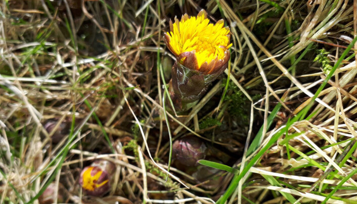 Hestehov vokser bokstavelig overalt, til glede for små og stor. Om våren blomstrer blomstene og etter det utvikler bladene seg. Hestehov er en kurvplante, legg merke til at det er mange små blomster tett i tett i en kurv. Foto: Anne C. Mehlhoop. Hestehov vokser bokstavelig overalt, til glede for små og stor. Om våren blomstrer blomstene og etter det utvikler bladene seg. Hestehov er en kurvplante, legg merke til at det er mange små blomster tett i tett i en kurv. Foto: Anne C. Mehlhoop.