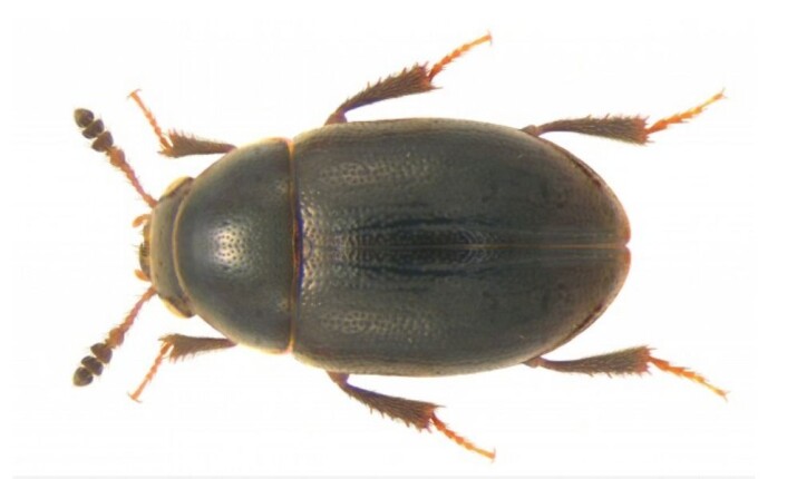 En bille fra familien leiodidae, som Gelae tilhører. (Foto: Udo Schmidt, <a href="https://creativecommons.org/licenses/by-sa/2.0/deed.en">CC BY-SA 2.0</a>) En bille fra familien leiodidae, som Gelae tilhører. (Foto: Udo Schmidt, <a href="https://creativecommons.org/licenses/by-sa/2.0/deed.en">CC BY-SA 2.0</a>)