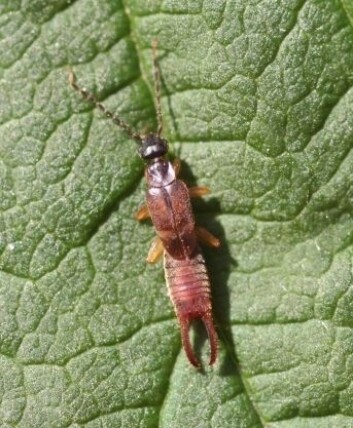 Et dvergsaksedyr, eller Labia minor. (Foto: Whitney Cranshaw, Colorado State University, lisens: <a href="https://creativecommons.org/licenses/by/3.0/us/">CC BY 3.0 US</a>) Et dvergsaksedyr, eller Labia minor. (Foto: Whitney Cranshaw, Colorado State University, lisens: <a href="https://creativecommons.org/licenses/by/3.0/us/">CC BY 3.0 US</a>)