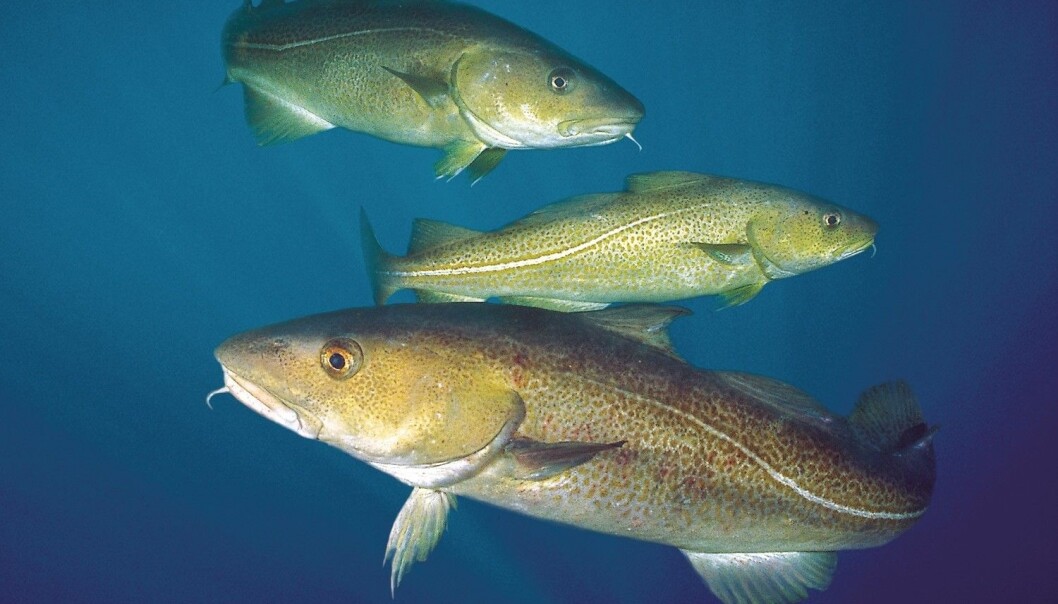 Skrei og kysttorsk kan godt få yngel sammen, men avkommet har dårligere forutsetninger for å komme langt i livet. Betyr det at vi bør definere dem som to ulike arter? (Illustrasjonsfoto: Per Eide, Samfoto/NTB scanpix) Skrei og kysttorsk kan godt få yngel sammen, men avkommet har dårligere forutsetninger for å komme langt i livet. Betyr det at vi bør definere dem som to ulike arter? (Illustrasjonsfoto: Per Eide, Samfoto/NTB scanpix)