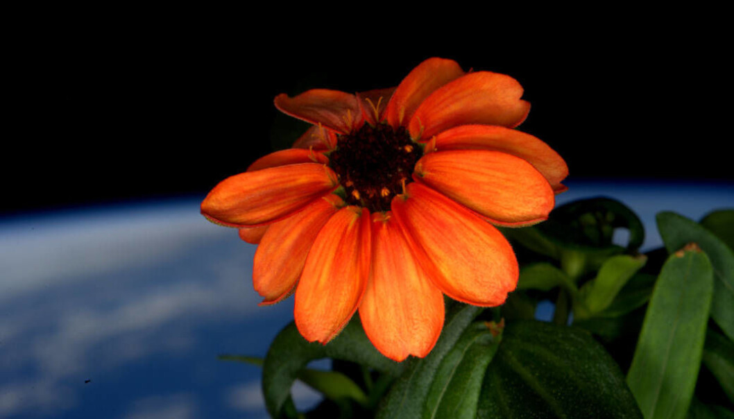 En frøkenhatt-blomst trivdes godt ombord i romfergen. (Foto: NASA) En frøkenhatt-blomst trivdes godt ombord i romfergen. (Foto: NASA)