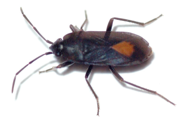 Tegen Aphanus rolandri. (Foto: André Karwath, Wikimedia Commons, lisens <a href="https://commons.wikimedia.org/w/index.php?curid=602929">CC BY-SA 2.5</a>) Tegen Aphanus rolandri. (Foto: André Karwath, Wikimedia Commons, lisens <a href="https://commons.wikimedia.org/w/index.php?curid=602929">CC BY-SA 2.5</a>)