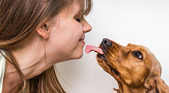 Fem ting å tenke på før du lar hunden slikke deg i ansiktet