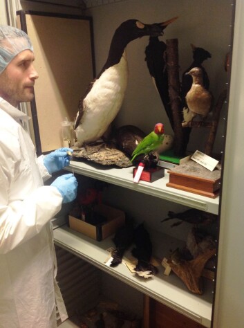 Jarl A. Anmarkrud inspiserer utdødde fugler i magasinene på Naturhistorisk museum. (Foto: Jan T. Lifjeld, Naturhistorisk museum) Jarl A. Anmarkrud inspiserer utdødde fugler i magasinene på Naturhistorisk museum. (Foto: Jan T. Lifjeld, Naturhistorisk museum)