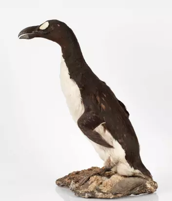 Geirfuglen på Naturhistorisk museum stammer fra Island i 1831. Det siste kjente eksemplaret døde i 1852. (Foto: Karsten Sund, Naturhistorisk museum)