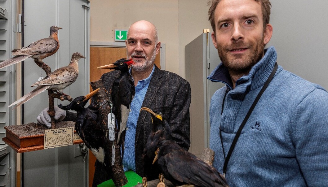 Forskerne bak pionerprosjektet, Jan T. Lifjeld (t.v.) og Jarl Andreas Anmarkrud, med tre av de utdødde fugleartene som er bevart på Naturhistorisk museum; vandredue, keiserspett og svartflikfugl. (Foto: Karsten Sund, Naturhistorisk museum) Forskerne bak pionerprosjektet, Jan T. Lifjeld (t.v.) og Jarl Andreas Anmarkrud, med tre av de utdødde fugleartene som er bevart på Naturhistorisk museum; vandredue, keiserspett og svartflikfugl. (Foto: Karsten Sund, Naturhistorisk museum)