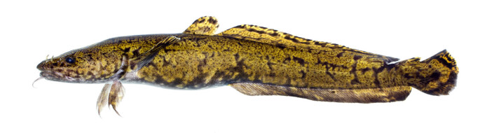 Etter noen dager i rent vann oppførte fisken seg igjen som normalt. (Illustrasjonsfoto av lake: Jörgen Wiklund) Etter noen dager i rent vann oppførte fisken seg igjen som normalt. (Illustrasjonsfoto av lake: Jörgen Wiklund)