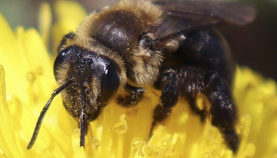 Forskere anslår at planeten vår i dag huser rundt åtte millioner forskjellige arter, de fleste av dem er insekter. (Illustrasjonsfoto: University of New Hampshire, Molly Jacobson via AP, NTB scanpix) Forskere anslår at planeten vår i dag huser rundt åtte millioner forskjellige arter, de fleste av dem er insekter. (Illustrasjonsfoto: University of New Hampshire, Molly Jacobson via AP, NTB scanpix)