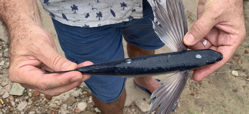 Flygefisken er en artig skapning. Men det er rogna som er verdifull. (Foto: Gøril Voldnes © Nofima) Flygefisken er en artig skapning. Men det er rogna som er verdifull. (Foto: Gøril Voldnes © Nofima)