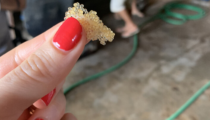 Flygefiskrogn er et populært produkt på verdensmarkedet. Rogna er særlig populær som garnityr på sushi. (Foto: Gøril Voldnes) Flygefiskrogn er et populært produkt på verdensmarkedet. Rogna er særlig populær som garnityr på sushi. (Foto: Gøril Voldnes)
