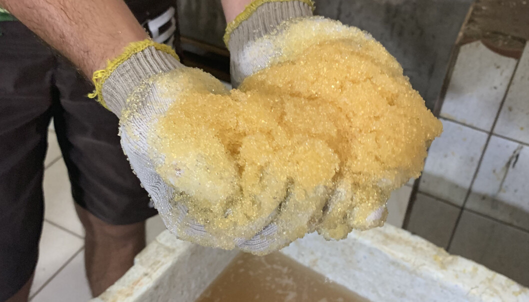 Prisene på flygefiskrogna varierer veldig. Man finner priser på flygefiskrogn fra 150 kroner kiloet til godt over 1000 kroner kiloet på nettet. (Foto: Gøril Voldnes) Prisene på flygefiskrogna varierer veldig. Man finner priser på flygefiskrogn fra 150 kroner kiloet til godt over 1000 kroner kiloet på nettet. (Foto: Gøril Voldnes)