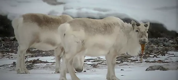 Klimaendringer på Svalbard: Reinen spiser tang for å overleve