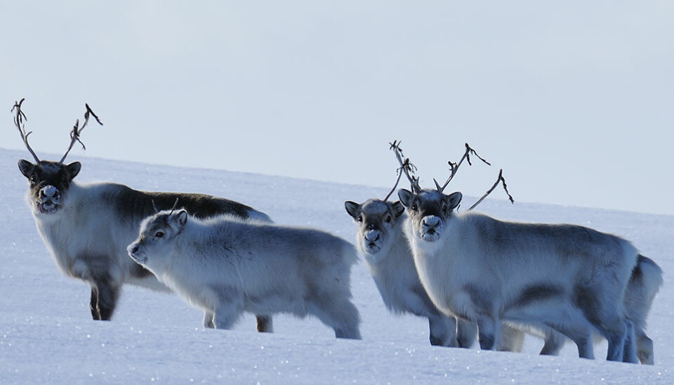 Klimaendringene gir tøffere forhold for disse reinsdyra om vinteren. (Foto: Erik Ropstad)