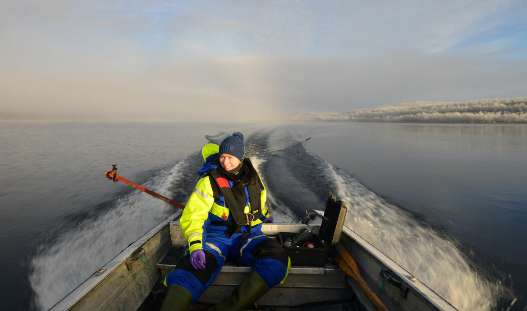 Feltarbeid-lykke og fiske etter ulike sikformer på Finnmarksvidda