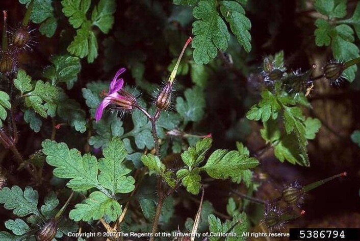 Geranium robertianum, eller stankstorkenebb (Foto: Joseph M. DiTomaso, University of California - Davis, Bugwood.org) Geranium robertianum, eller stankstorkenebb (Foto: Joseph M. DiTomaso, University of California - Davis, Bugwood.org)