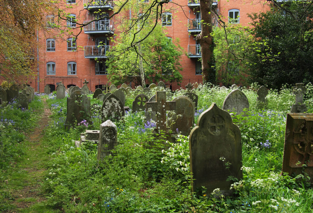 Stadig flere sentrumsnære gravplasser ser seg nødt til å utvide, blant annet på grunn av økt pågang og manglende nedbrytning i eksisterende kistegraver. (Illustrasjonsfoto: Kathrine Torday Gulden) Stadig flere sentrumsnære gravplasser ser seg nødt til å utvide, blant annet på grunn av økt pågang og manglende nedbrytning i eksisterende kistegraver. (Illustrasjonsfoto: Kathrine Torday Gulden)