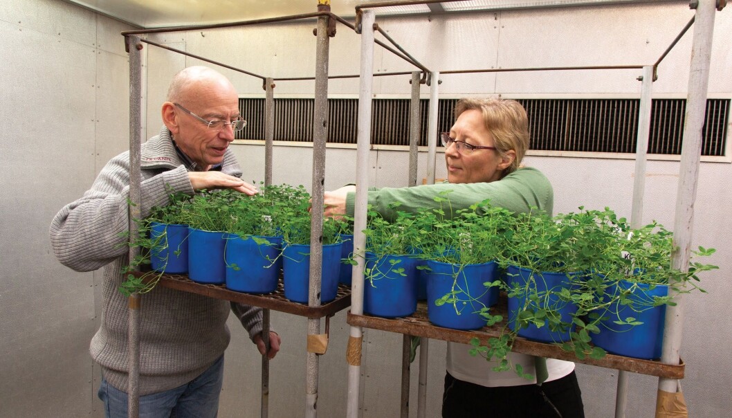 Frode Stordal og Ane Vollsnes undersøker hvordan planter tar skade av ozon. Det skjer i fytotronen, et avansert anlegg der det er mulig å teste hva som skjer med planter under ulike klimatiske forhold. (Foto: Yngve Vogt) Frode Stordal og Ane Vollsnes undersøker hvordan planter tar skade av ozon. Det skjer i fytotronen, et avansert anlegg der det er mulig å teste hva som skjer med planter under ulike klimatiske forhold. (Foto: Yngve Vogt)