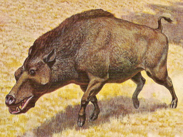 Omtrent slik er det sannsynlig at at Hollands forferdelige gris så ut (Foto: By Jay Matternes, https://commons.wikimedia.org/w/index.php?curid=20680186) Omtrent slik er det sannsynlig at at Hollands forferdelige gris så ut (Foto: By Jay Matternes, https://commons.wikimedia.org/w/index.php?curid=20680186)