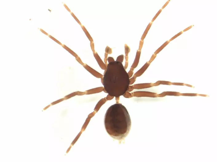 En edderkopp i familien orsolobidae (Foto: S.E. Thorpe, https://commons.wikimedia.org/w/index.php?curid=7927955)