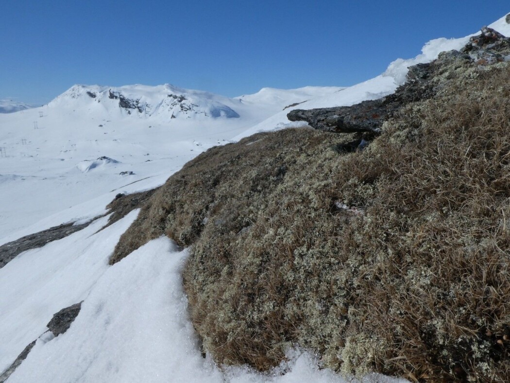 Selv om snøen fortsatt ligger dyp mange steder i fjellet, våres det også her. Plantene på rabbene venter på at frosten skal slippe taket så de kan komme i gang med sommerens gjøremål. Foto: Siri Lie Olsen / NINA. Selv om snøen fortsatt ligger dyp mange steder i fjellet, våres det også her. Plantene på rabbene venter på at frosten skal slippe taket så de kan komme i gang med sommerens gjøremål. Foto: Siri Lie Olsen / NINA.