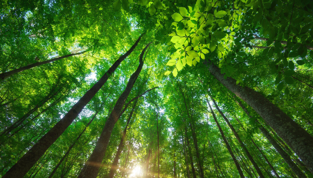 For å bekjempe klimaendringer er det mest effektivt å restaurere naturlig skog, viser forskere i ny studie. (Foto: djgis, Shutterstock, NTB scanpix) For å bekjempe klimaendringer er det mest effektivt å restaurere naturlig skog, viser forskere i ny studie. (Foto: djgis, Shutterstock, NTB scanpix)