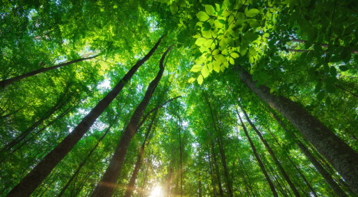 Forskere vil heller restaurere gammel skog enn å plante ny