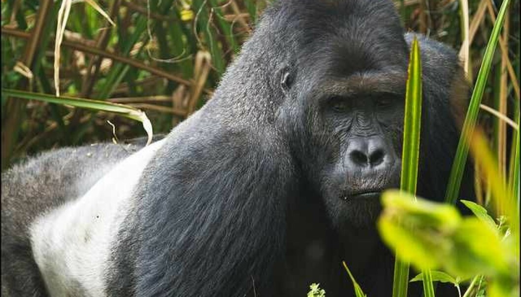 Gorillaene hardt rammet av borgerkrig