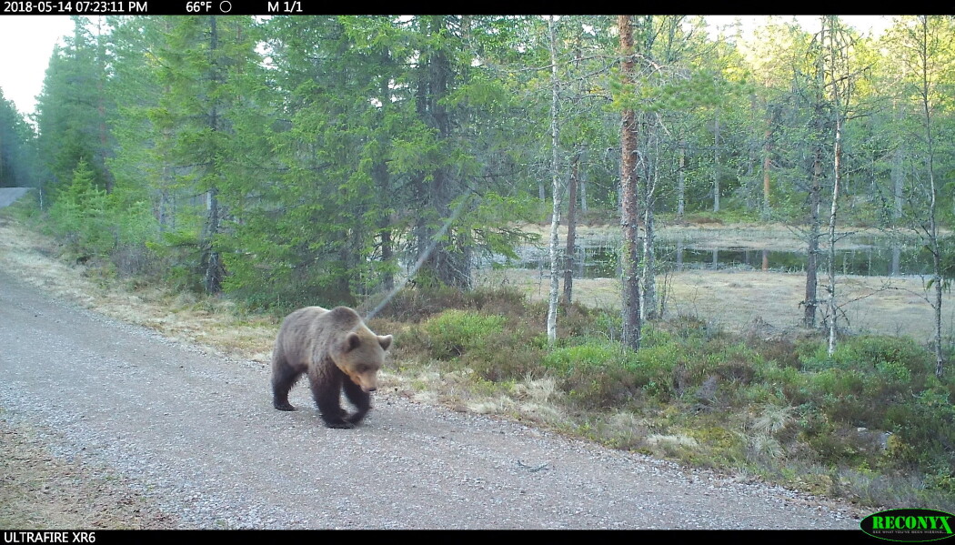 Bjørn på vandring forbi et viltkamera . Foto viltkamera.nina.no Bjørn på vandring forbi et viltkamera . Foto viltkamera.nina.no