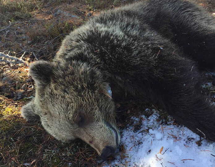Den første bjørnen i prosjektet ble radiomerket 22. april og var en ung hunn på 66 kg som fikk navnet Tova. Foto: Bjørn- og tamreinprosjektet, NINA. Den første bjørnen i prosjektet ble radiomerket 22. april og var en ung hunn på 66 kg som fikk navnet Tova. Foto: Bjørn- og tamreinprosjektet, NINA.