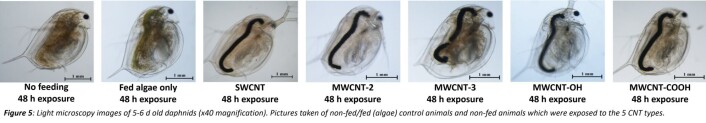 Her er den lille vannloppen Daphnia utsatt for ulik eksponering av forurensende stoffer og karbonnanorør. Den sorte streken viser oppkonsentrasjon av nanorørene. (Foto: Sintef) Her er den lille vannloppen Daphnia utsatt for ulik eksponering av forurensende stoffer og karbonnanorør. Den sorte streken viser oppkonsentrasjon av nanorørene. (Foto: Sintef)