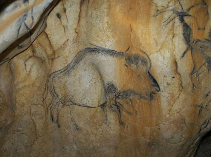 Kulltegning av steppebison i Chauvet-Pont d'Arc-hula i Frankrike. Maleriet er fra Aurignac-perioden, som var for rundt 40 000 til 26 000 år siden. (Foto: Carole Fritz) Kulltegning av steppebison i Chauvet-Pont d'Arc-hula i Frankrike. Maleriet er fra Aurignac-perioden, som var for rundt 40 000 til 26 000 år siden. (Foto: Carole Fritz)
