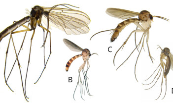 Soppmygg - insektenes nordboere? Soppmygg - insektenes nordboere?