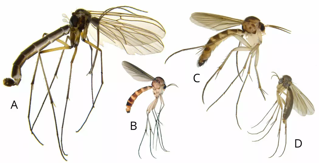 Eksempel på noen forskjellige arter av soppmygg. A. Gnoriste longirostris, B. Tarnania nemoralis, C. Rymosia virens, D. Exechia fusca. (Foto: Jostein Kjærandsen)