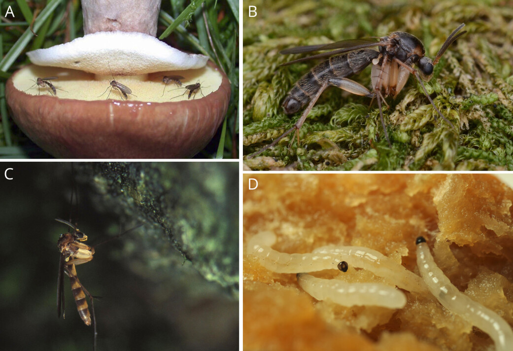 A. Som navnet tilsier lever Soppmygg på sopp. Her legges det egg på smørsopp, B. En velvoksen hann av arten Dynatosoma nigromaculatum tar seg en hvil i mosen, C. En hunn av Pseudexhechia eurivernica overvintrer hengende i en gruvevegg, D. Feite soppmygglarver beiter på en hulriske. (Foto: Jostein Kjærandsen) A. Som navnet tilsier lever Soppmygg på sopp. Her legges det egg på smørsopp, B. En velvoksen hann av arten Dynatosoma nigromaculatum tar seg en hvil i mosen, C. En hunn av Pseudexhechia eurivernica overvintrer hengende i en gruvevegg, D. Feite soppmygglarver beiter på en hulriske. (Foto: Jostein Kjærandsen)
